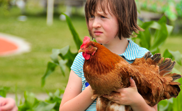 chickens live at the PlayGarden