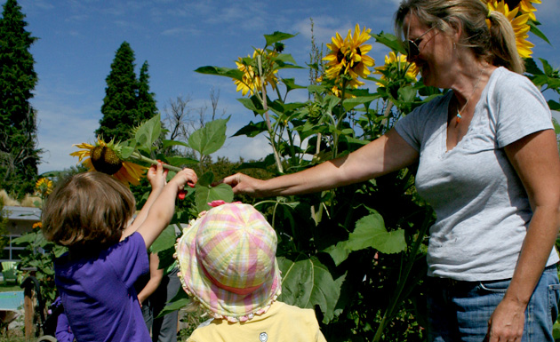 cutting sunflowers