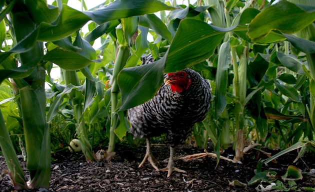 chickens hide in the corn