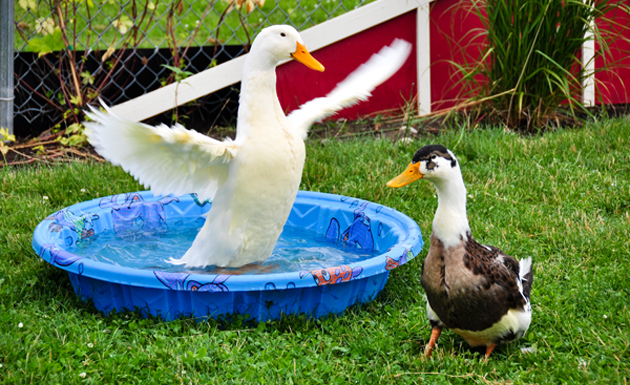 ducks take a bath